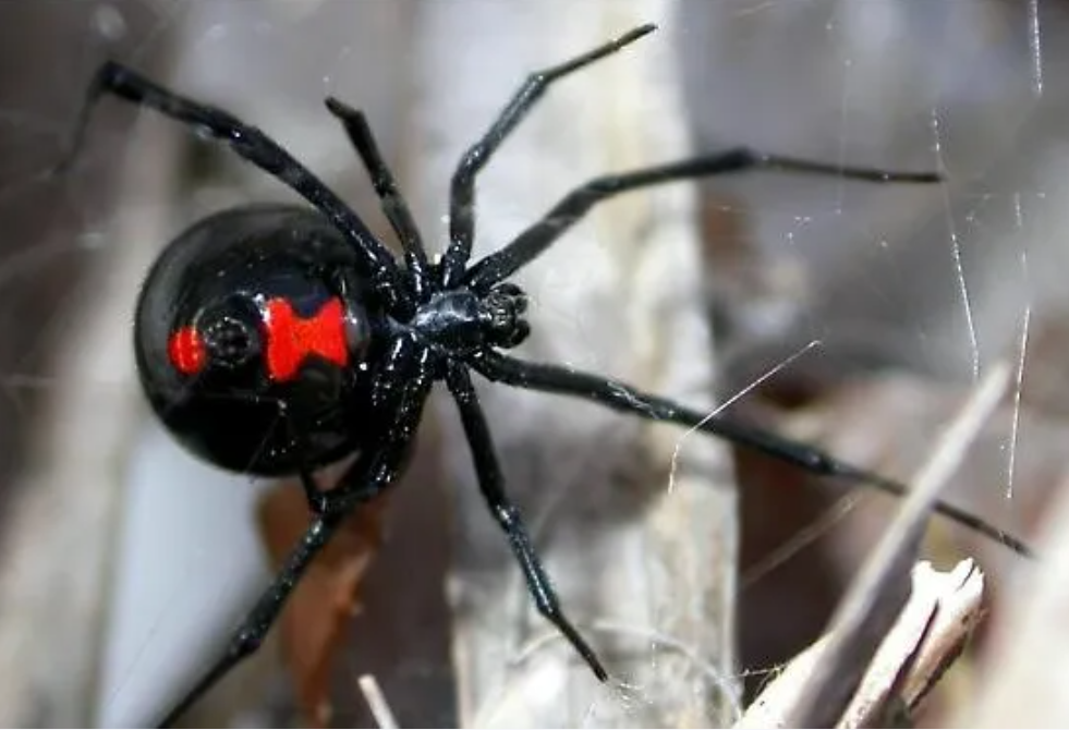 Southern Black Widow spider showing characteristic shiny black body and red hourglass marking